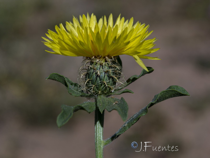 Centaurea involucrata.13