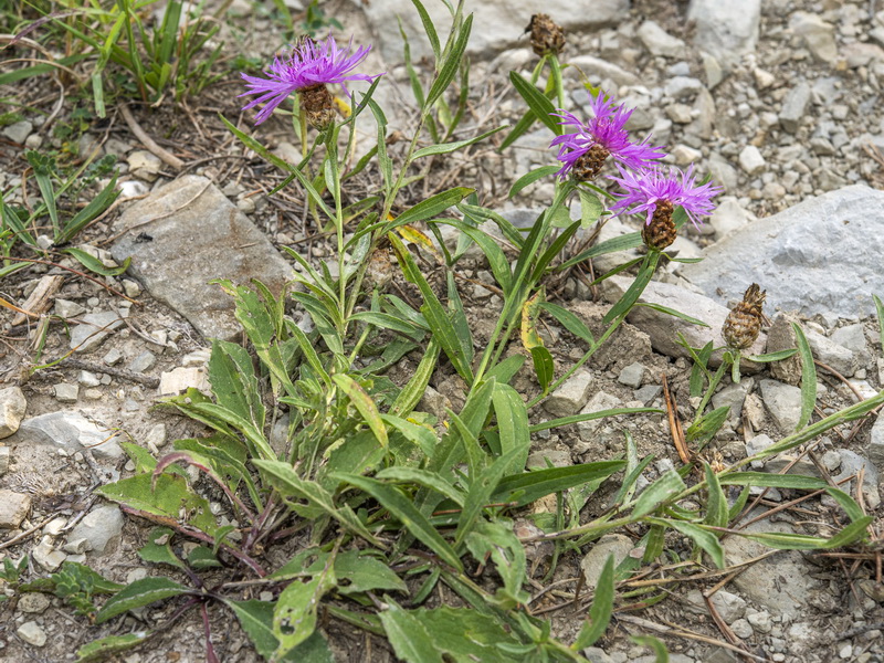 Centaurea jacea angustifolia.01