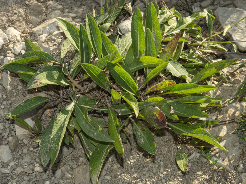 Centaurea jacea angustifolia.02