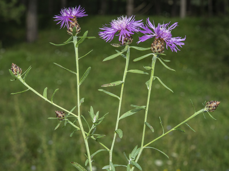 Centaurea jacea angustifolia.03