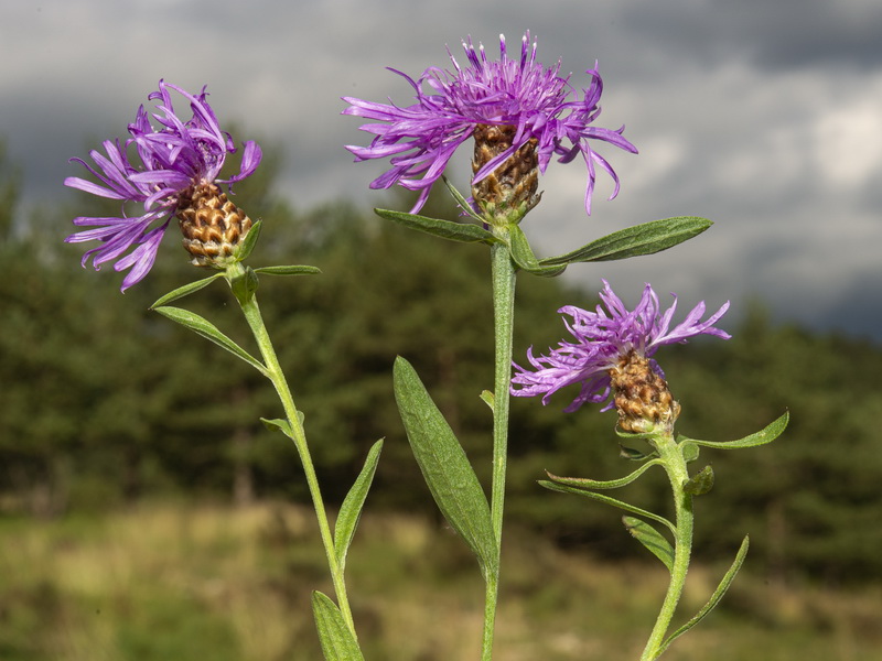 Centaurea jacea angustifolia.05