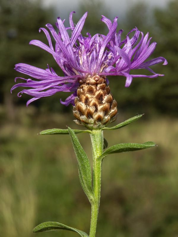 Centaurea jacea angustifolia.07