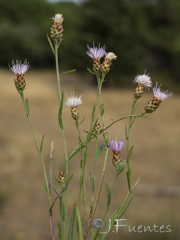 Centaurea jacea angustifolia.10
