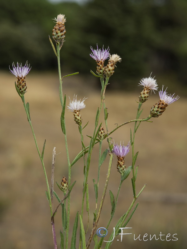 Centaurea jacea angustifolia.10