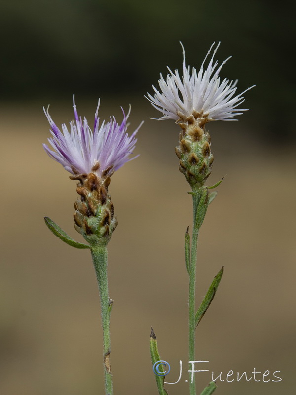 Centaurea jacea angustifolia.11