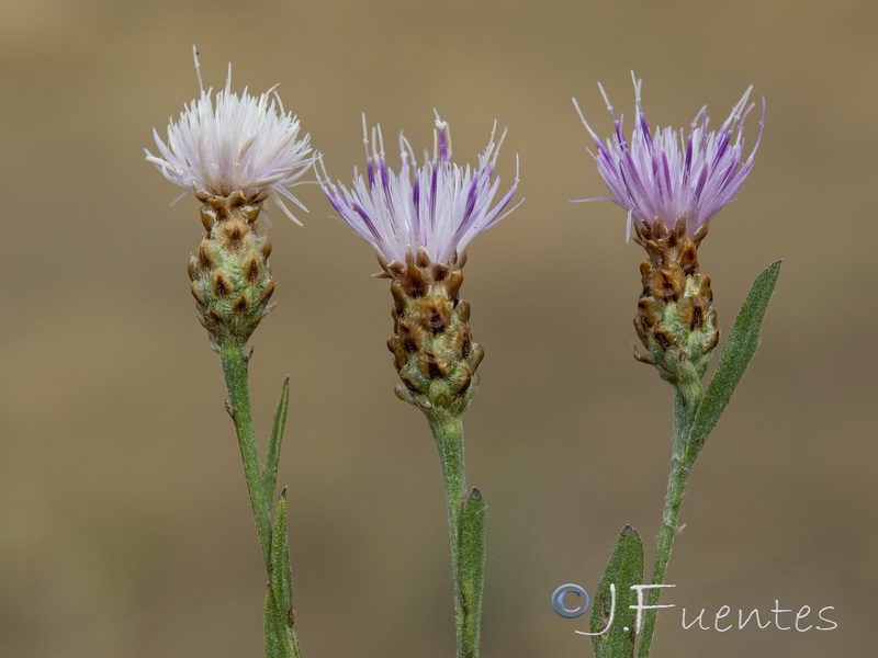 Centaurea jacea angustifolia.12