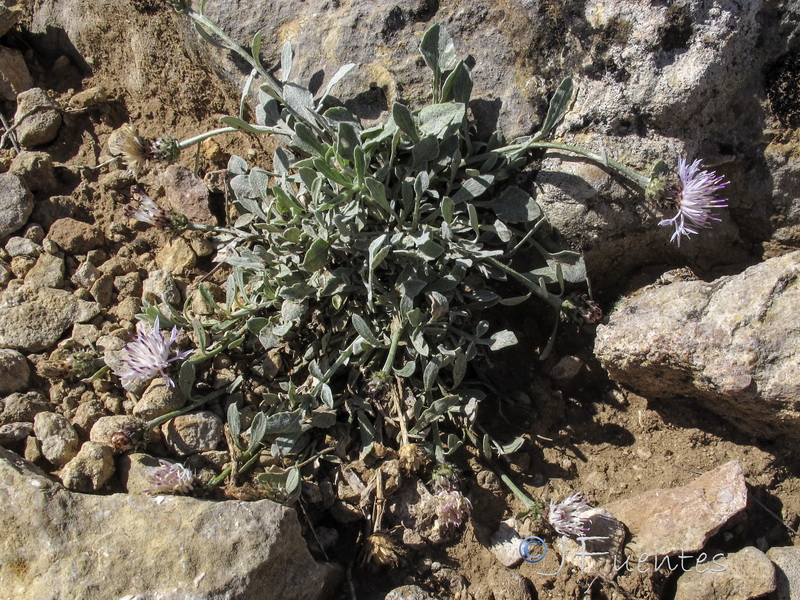 Centaurea jaennensis.01