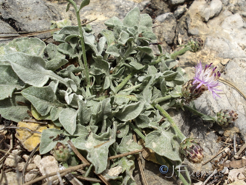 Centaurea jaennensis.02