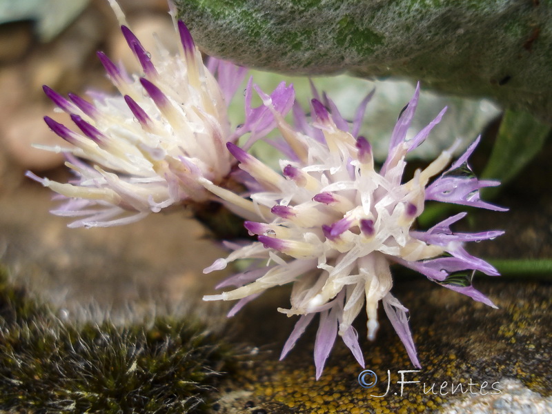 Centaurea jaennensis.05