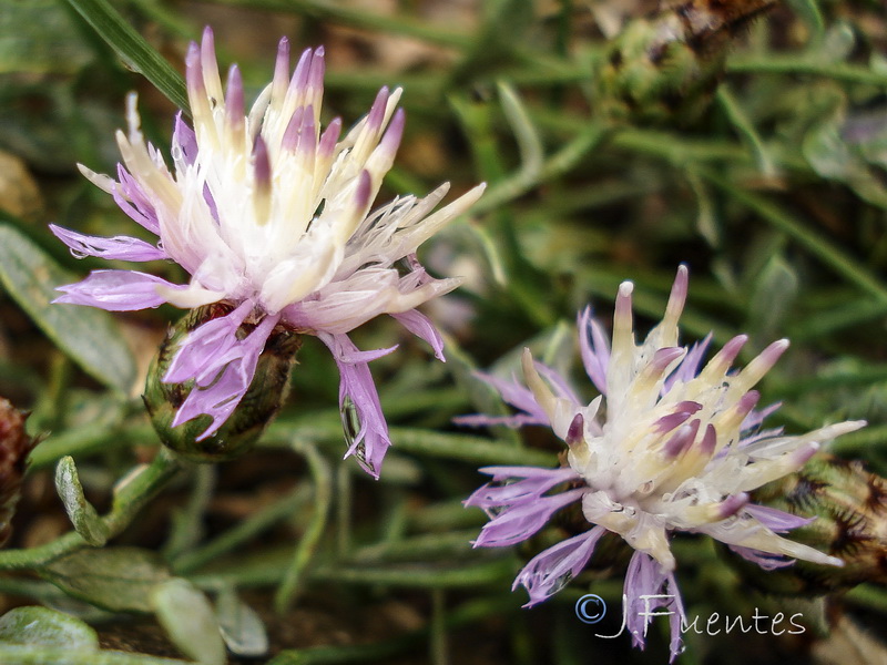 Centaurea jaennensis.06