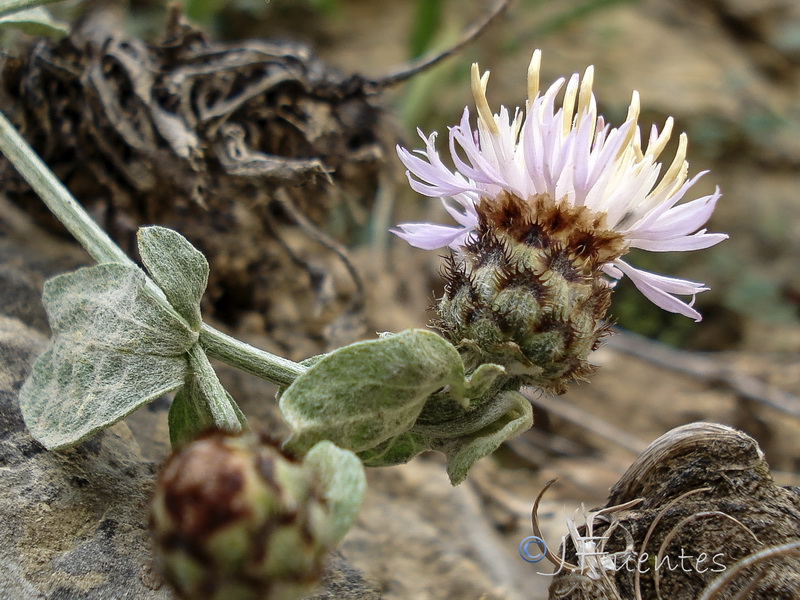 Centaurea jaennensis.07