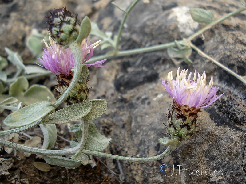 Centaurea jaennensis.09