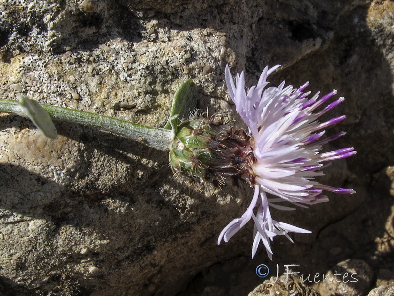 Centaurea jaennensis.10