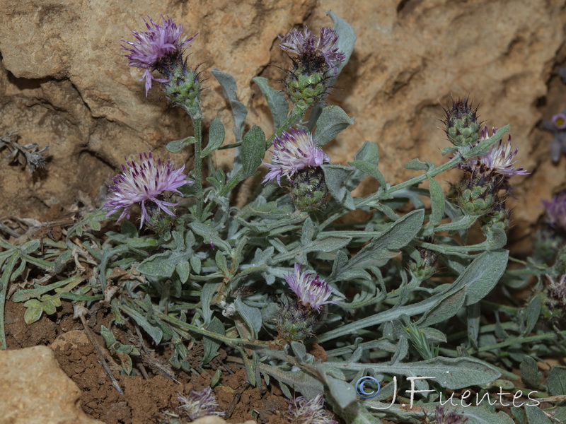 Centaurea jaennensis.04