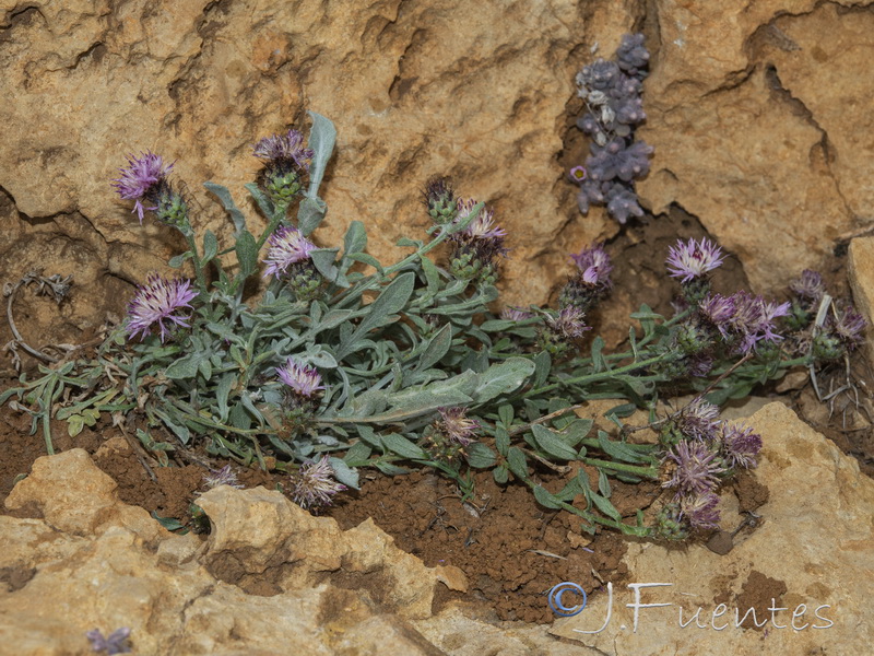 Centaurea jaennensis.12
