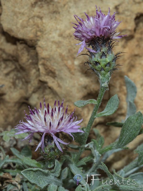 Centaurea jaennensis.13