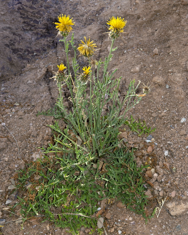 Centaurea kunkelii.01