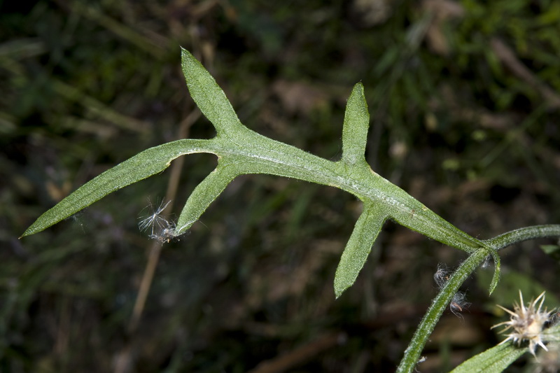 Centaurea kunkelii.02