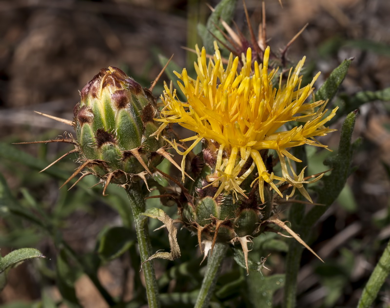 Centaurea kunkelii.03