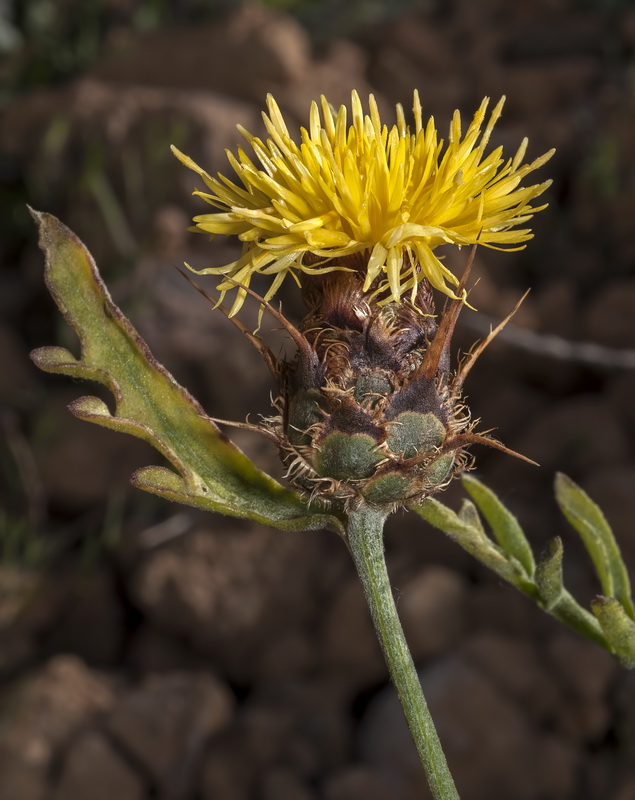 Centaurea kunkelii.04