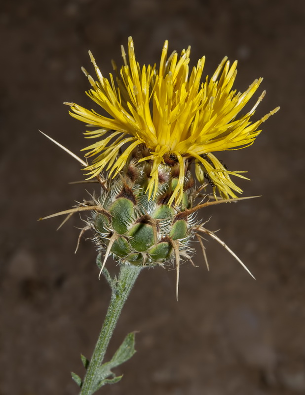 Centaurea kunkelii.05