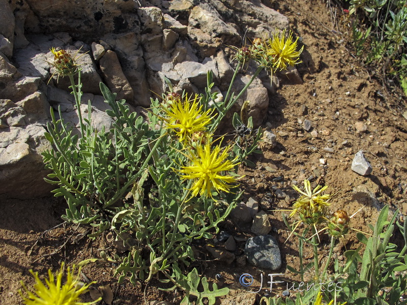 Centaurea kunkelii.06