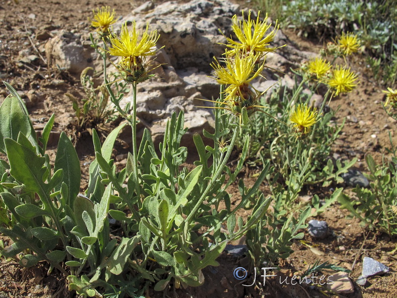 Centaurea kunkelii.07