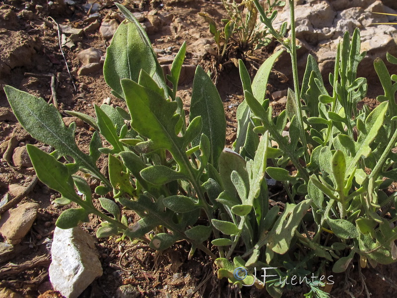 Centaurea kunkelii.08