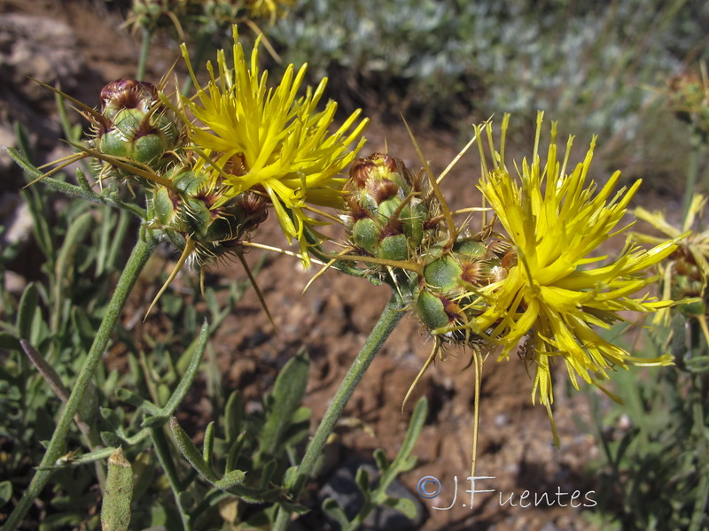 Centaurea kunkelii.09