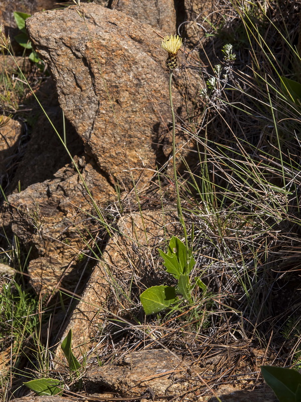 Centaurea lainzii.06