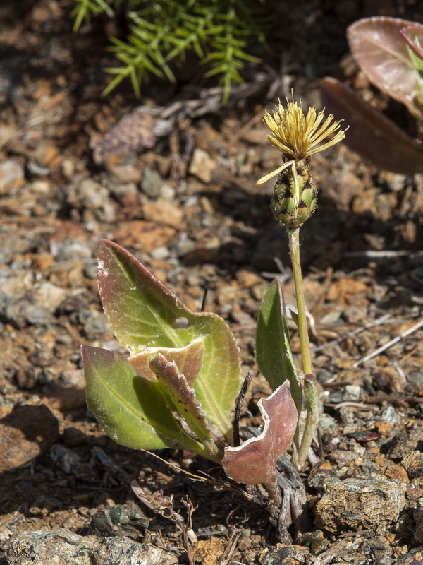 Centaurea lainzii.08