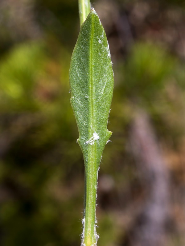 Centaurea lainzii.13