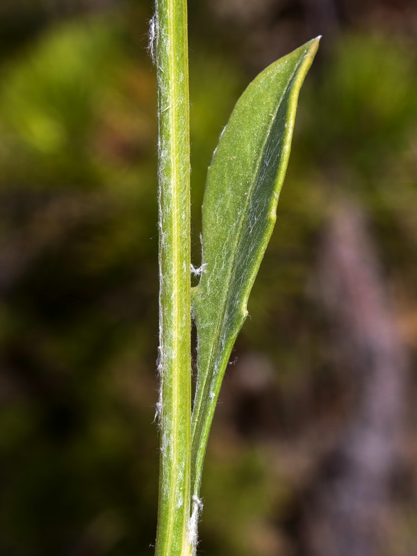 Centaurea lainzii.14