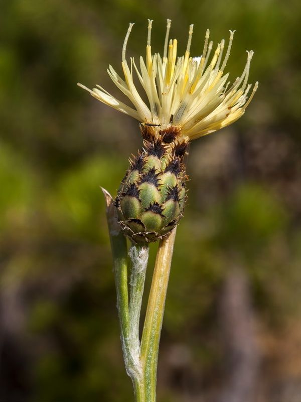 Centaurea lainzii.15