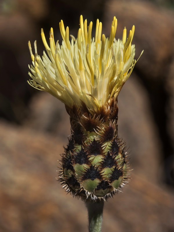 Centaurea lainzii.16