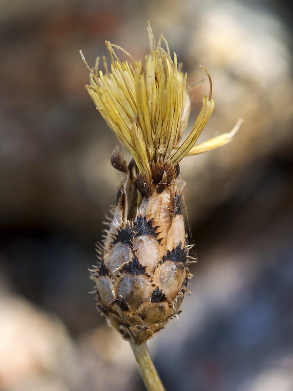 Centaurea lainzii.18