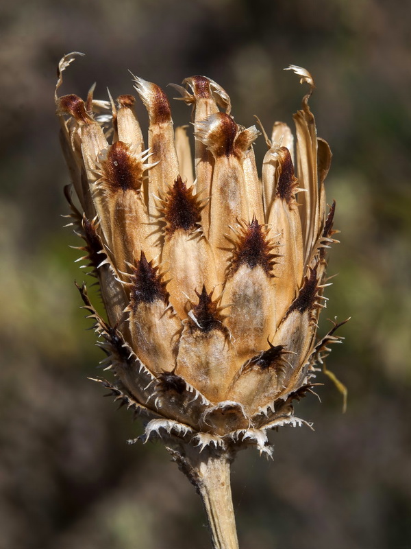 Centaurea lainzii.20