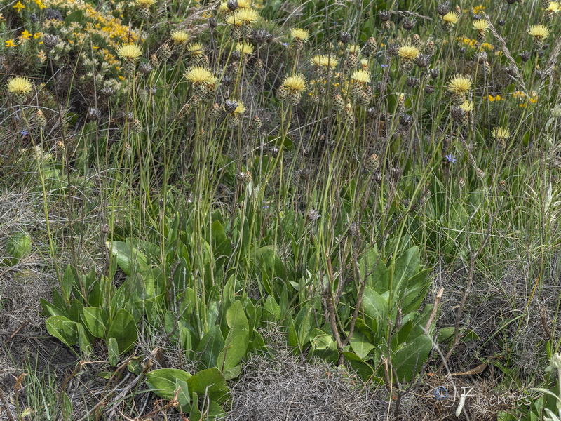 Centaurea lainzii.22