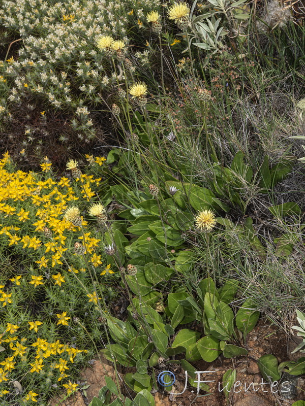 Centaurea lainzii.31