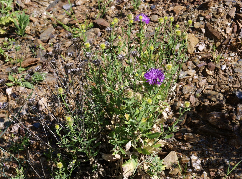 Centaurea malacitana.02