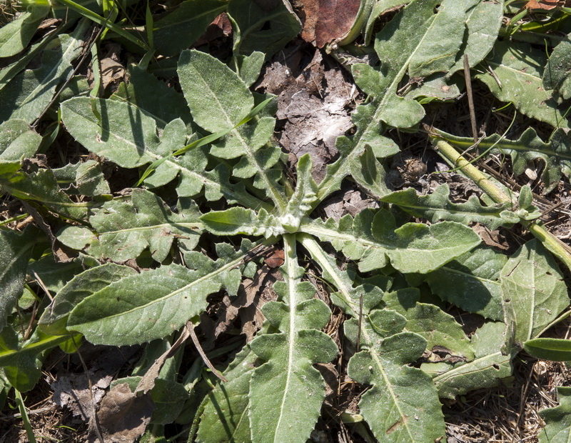 Centaurea malacitana.04