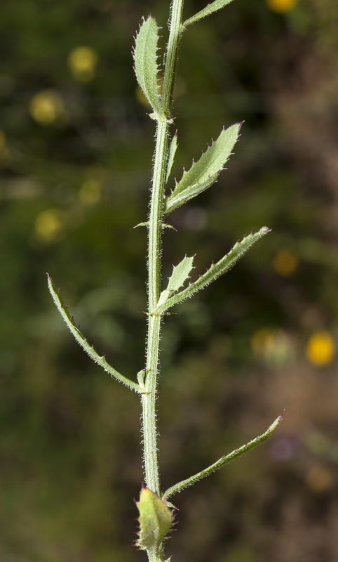 Centaurea malacitana.09