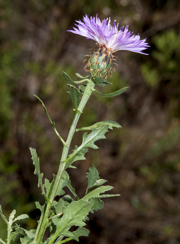 Centaurea malacitana.10