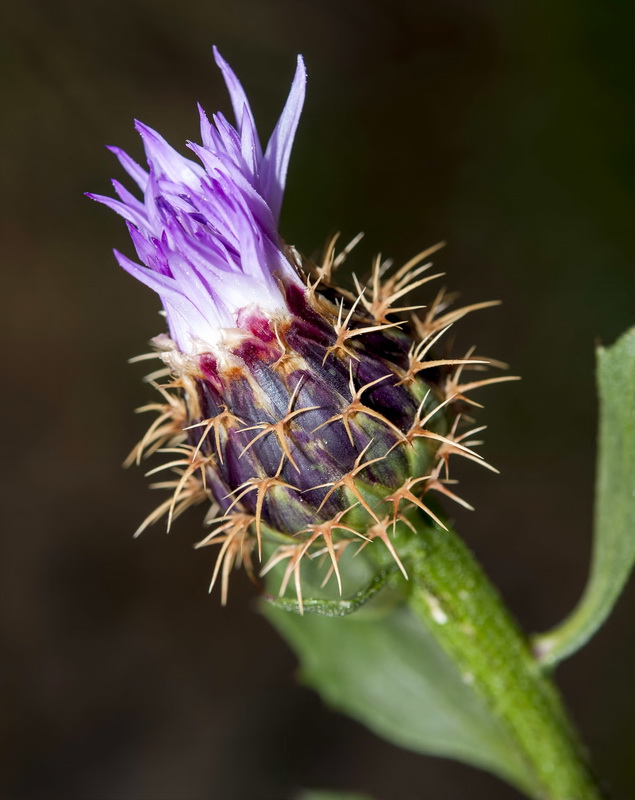 Centaurea malacitana.11