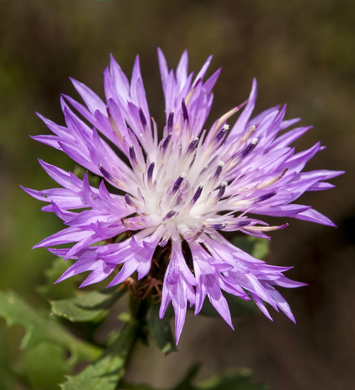 Centaurea malacitana.12