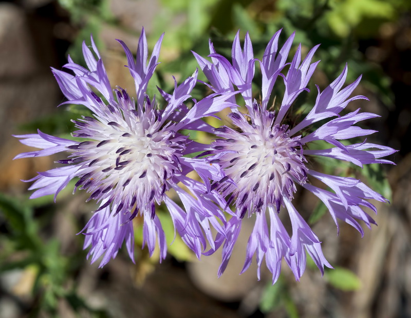 Centaurea malacitana.14