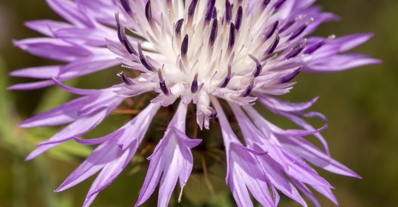 Centaurea malacitana.18