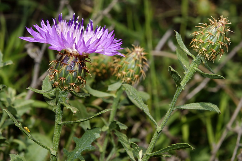 Centaurea malacitana.21