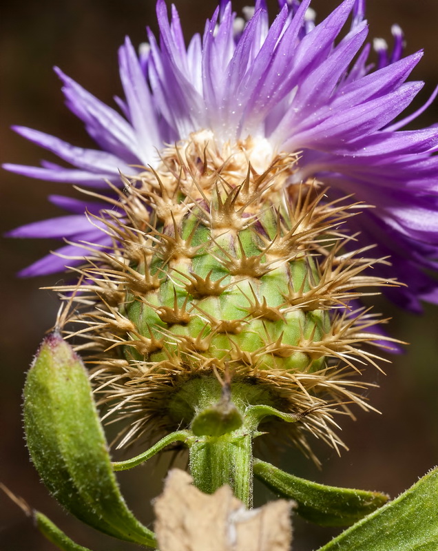 Centaurea malacitana.24