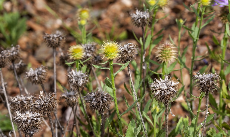 Centaurea malacitana.26